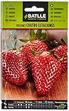 Semillas Batlle - Fresones 4 estaciones, Color Rojo